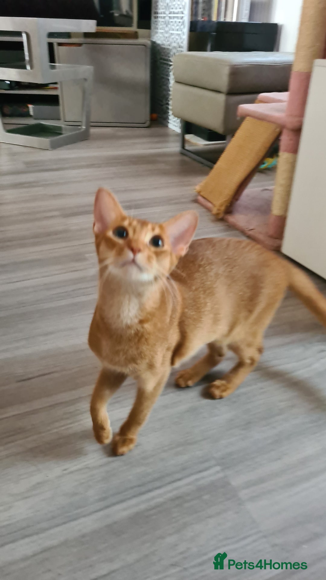 Abyssinian cats for sale: Abisinian kittens  - Image 19