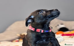 Mixed Breed dogs for sale: Cairndors - Image 12