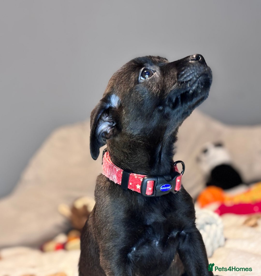 Mixed Breed dogs for sale: Cairndors - Image 12