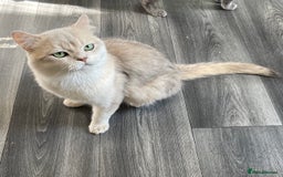British Shorthair cats for sale: Active Blue Golden Tipped British Shorthair MARCUS - Image 12