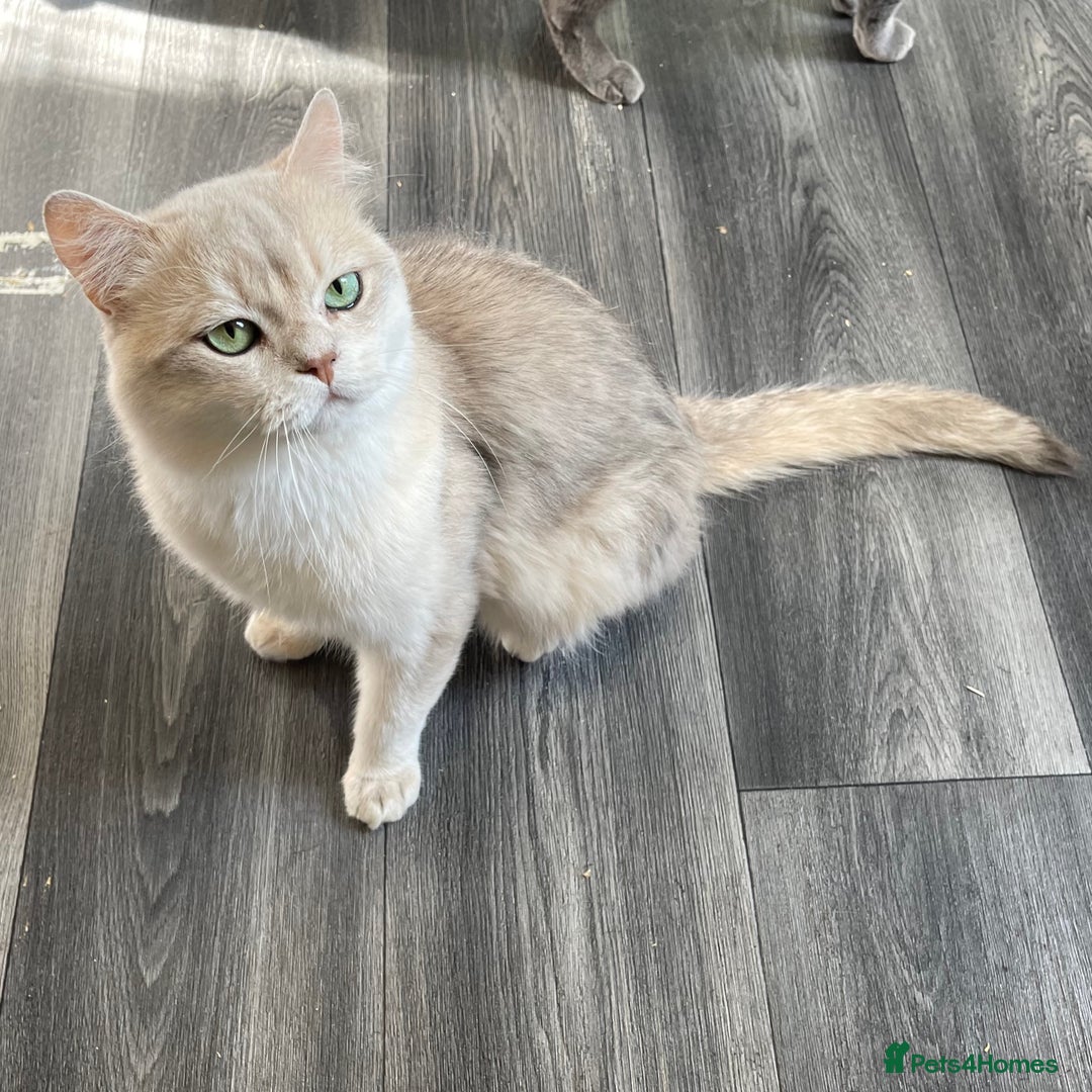 British Shorthair cats for sale: Active Blue Golden Tipped British Shorthair MARCUS - Image 12