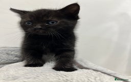 Ragdoll cats for sale: URGENT Ragdoll kittens x4 ready this week - Image 16