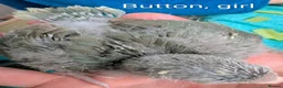 Parakeets birds for sale: Tamed baby kakarikis - Advert 3