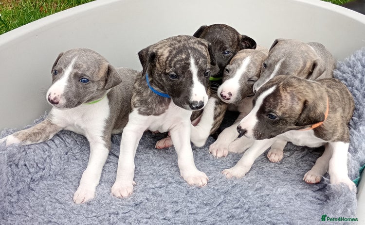 Whippet dogs - Advert 1