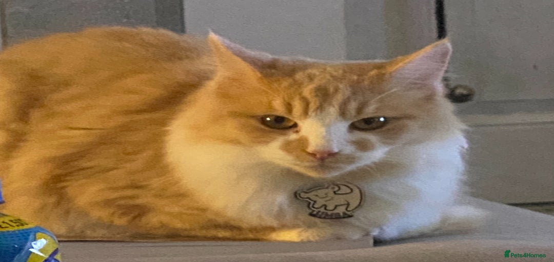 Gallery Image {{count}}