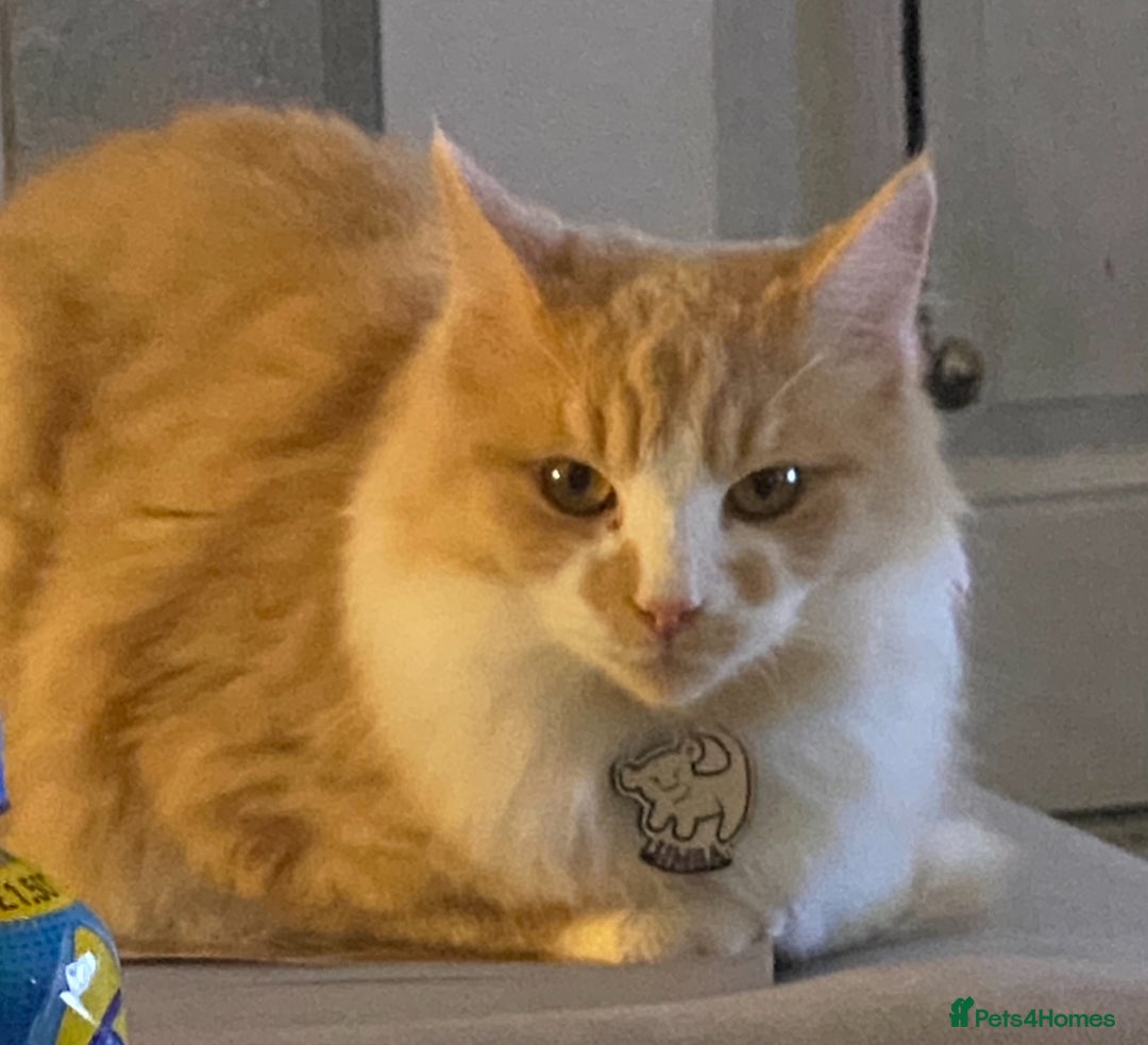 Gallery Image {{count}}