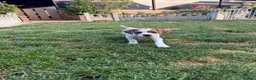 Pointer dogs for sale: Pointer pups | Working & Champion Bloodlines  - Advert 4