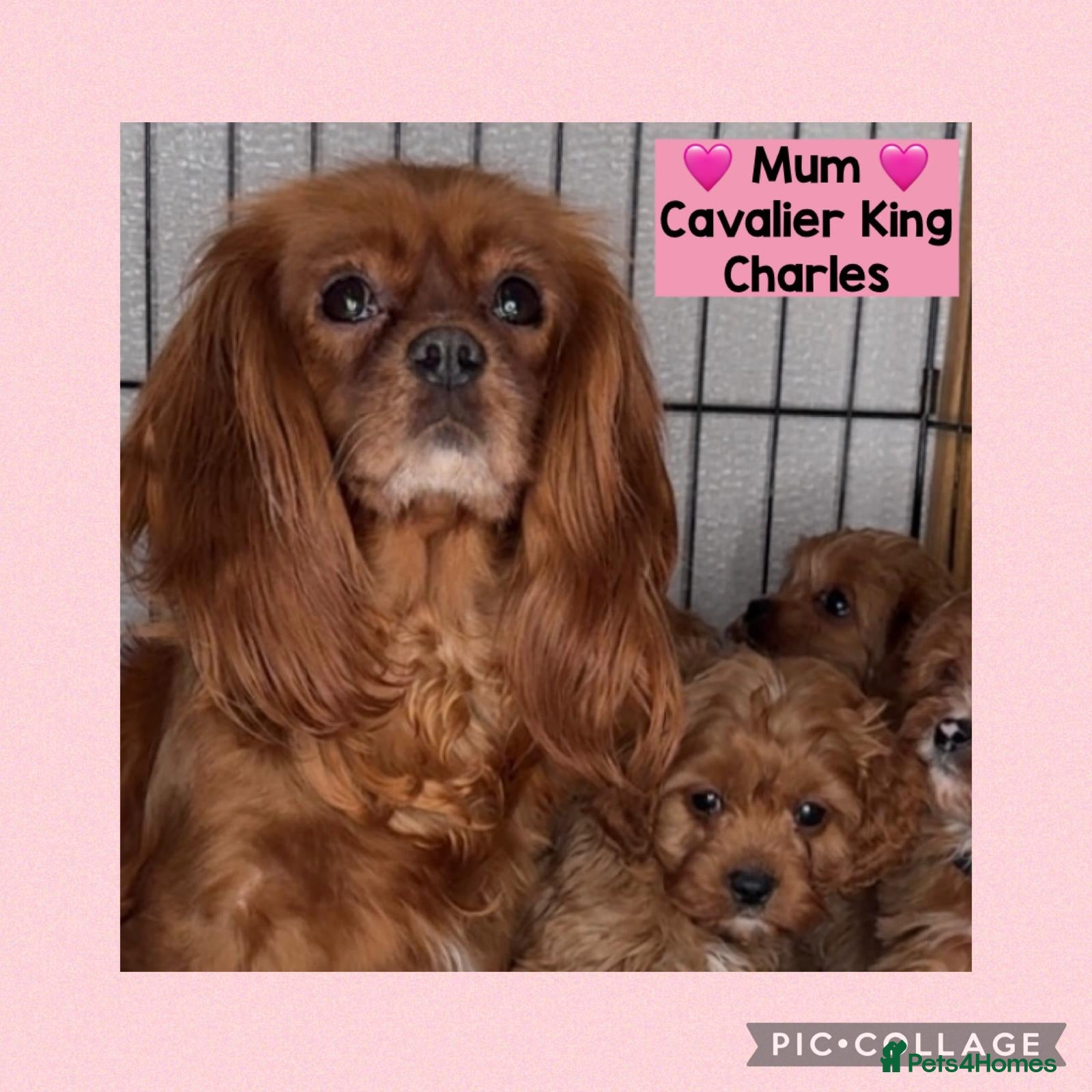 Cavapoo dogs Health clear Toy Cavapoos ready now - Advert 2