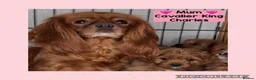 Cavapoo dogs for sale: Health clear Toy Cavapoos ready now - Advert 2