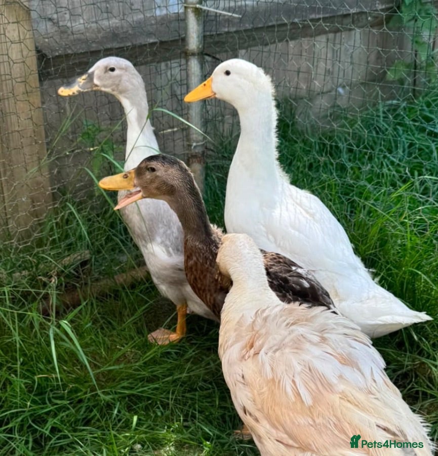 Ducks poultry Runner duck and runner mixes - Advert 2