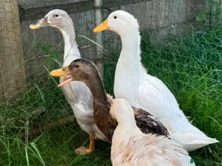 Ducks poultry Runner duck and runner mixes - Advert 1
