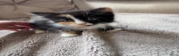 Mixed Breed cats for sale: Fluffy Maine coon x girl  - Advert 4