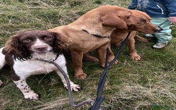 Border Collie dogs for sale: Beautiful Border Collie x Springer Spaniel Puppies - Image 18