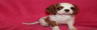 Cavalier King Charles Spaniel 2