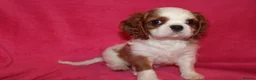 Cavalier King Charles Spaniel dogs for sale: Beautiful Cavalier Kong Charles Spaniel Puppies - Advert 14