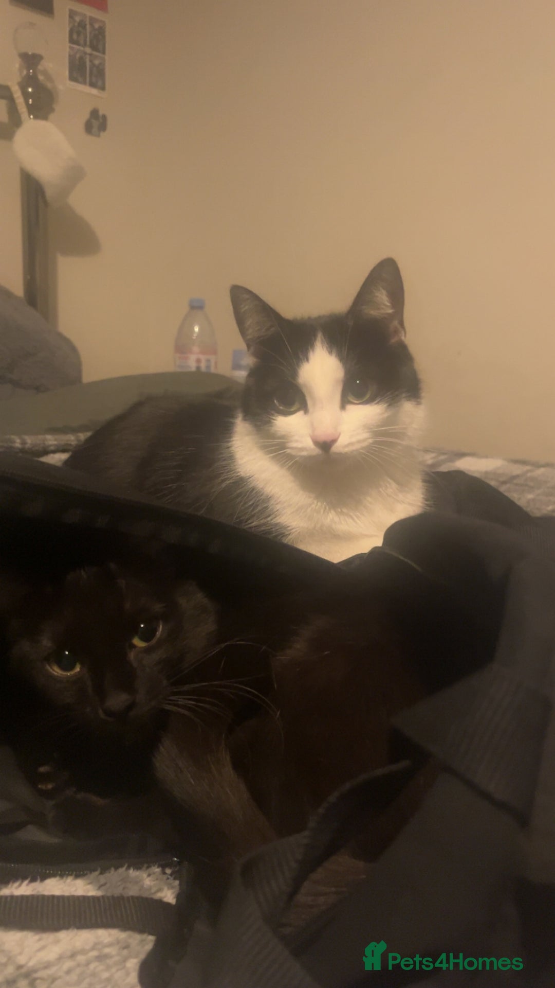 Domestic Shorthair cats for sale: tuxedo kitty - Advert 7