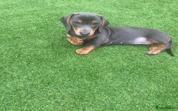 Miniature Dachshund dogs for sale: Miniture dachshund puppies - Image 38