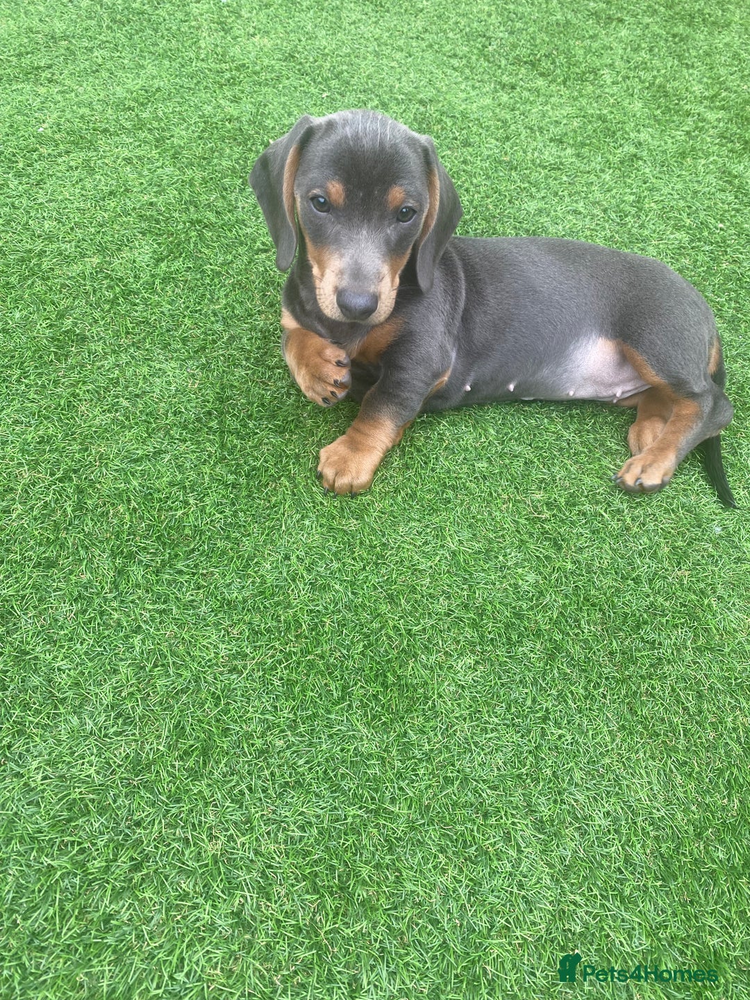 Miniature Dachshund dogs for sale: Miniture dachshund puppies - Image 38