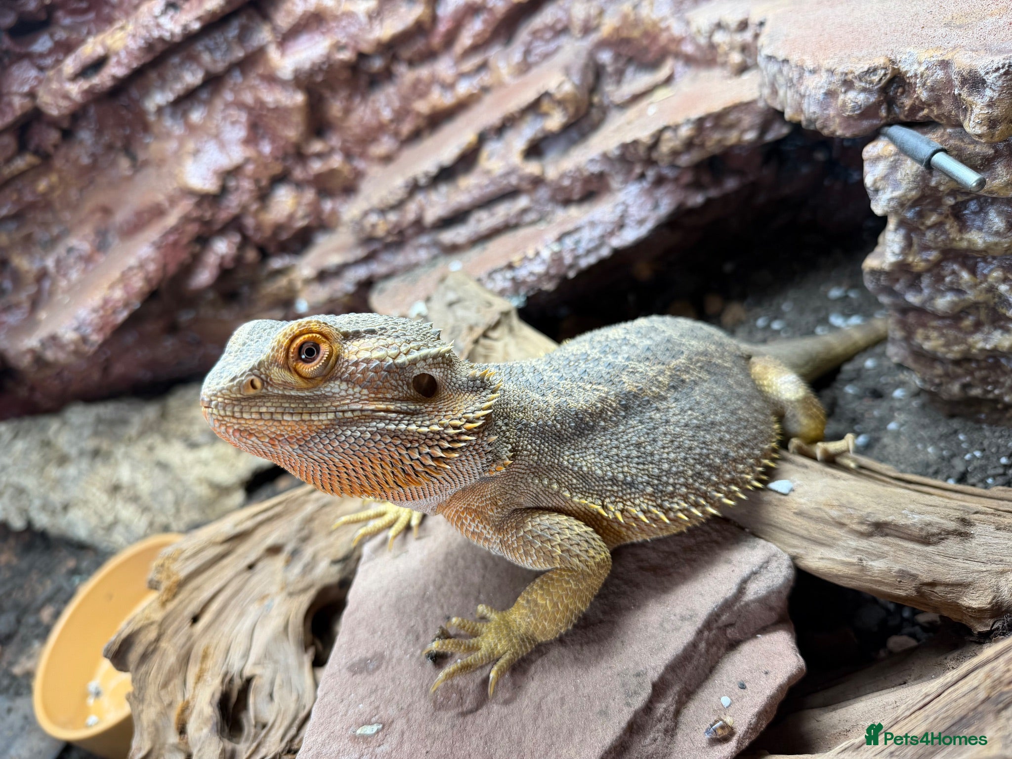 Bearded Dragon reptiles Bearded dragon and full set up for sale! - Advert 2
