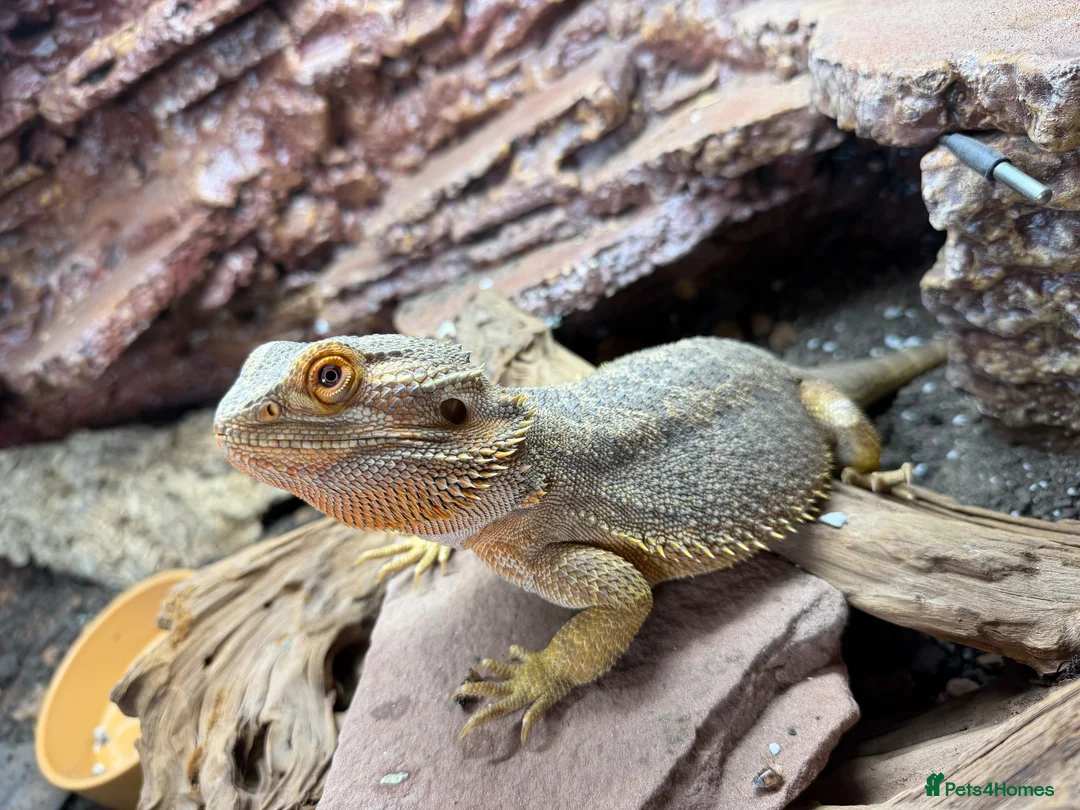 Bearded Dragon reptiles for sale: Bearded dragon and full set up for sale! in Mirfield - Advert 1