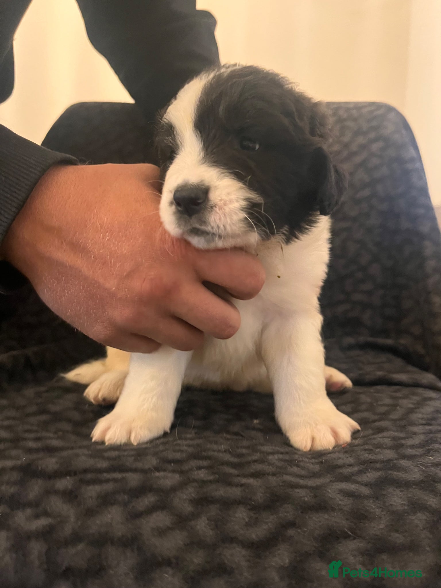 Mixed Breed dogs for sale: Black & landseer Newfoundland puppies  - Advert 35