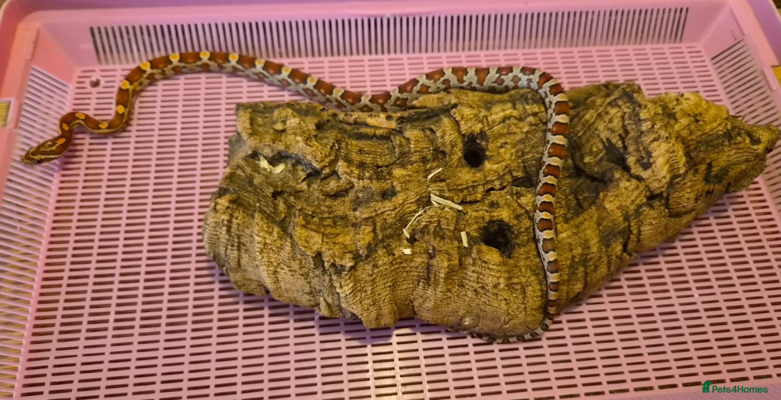 Corn Snake reptiles for sale: 10 month old corn snakes - Advert 5