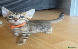 Bengal cats for sale: Last Brown Bengal Girl Available  - Image 5