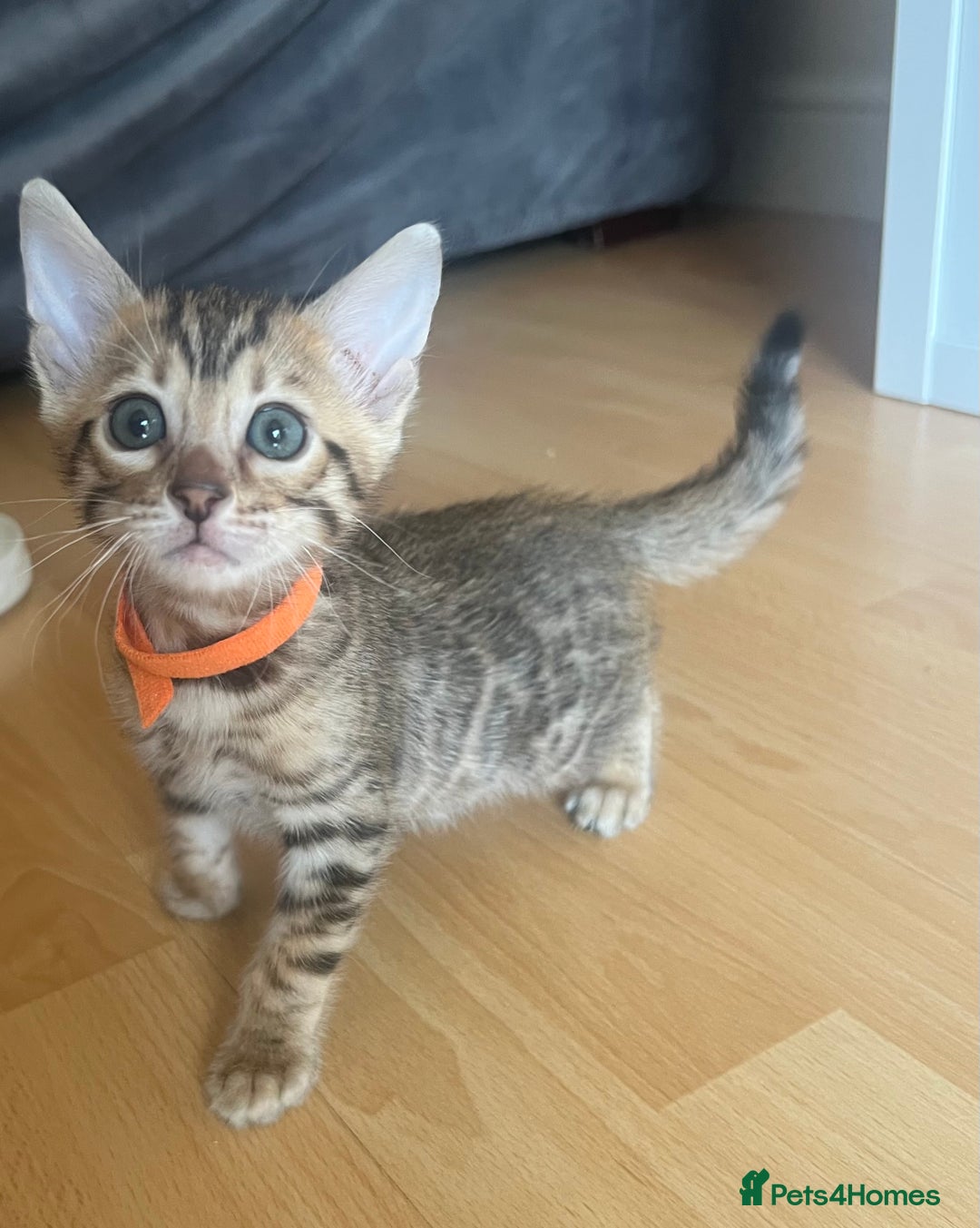 Bengal cats for sale: Last Brown Bengal Girl Available  - Image 5