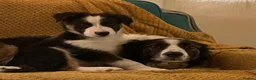 Border Collie dogs for sale: Adorable Border Collies for Sale - Advert 22