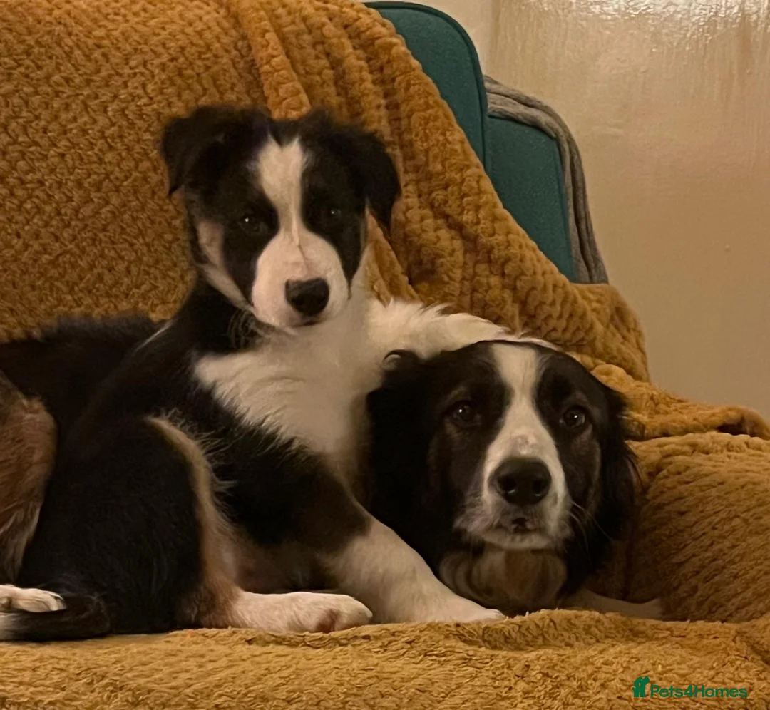 Border Collie dogs for sale: Adorable Border Collies for Sale - Advert 22