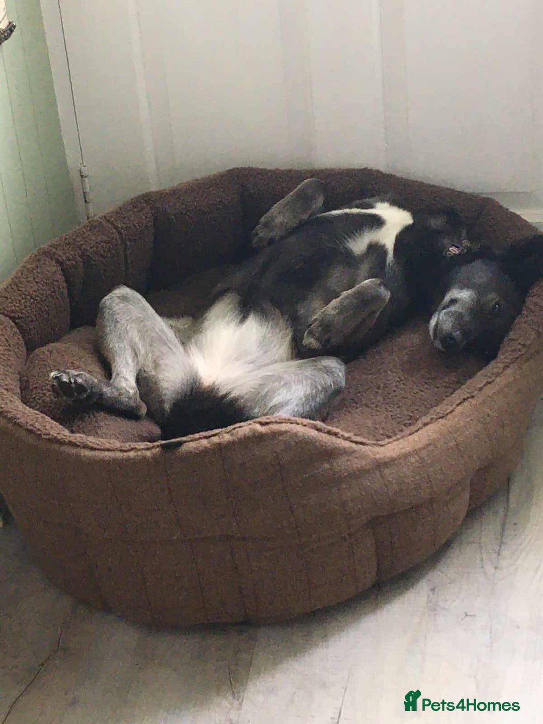 Mixed Breed dogs for adoption: WILLOW - EXPERIENCE REQUIRED  - Advert 9