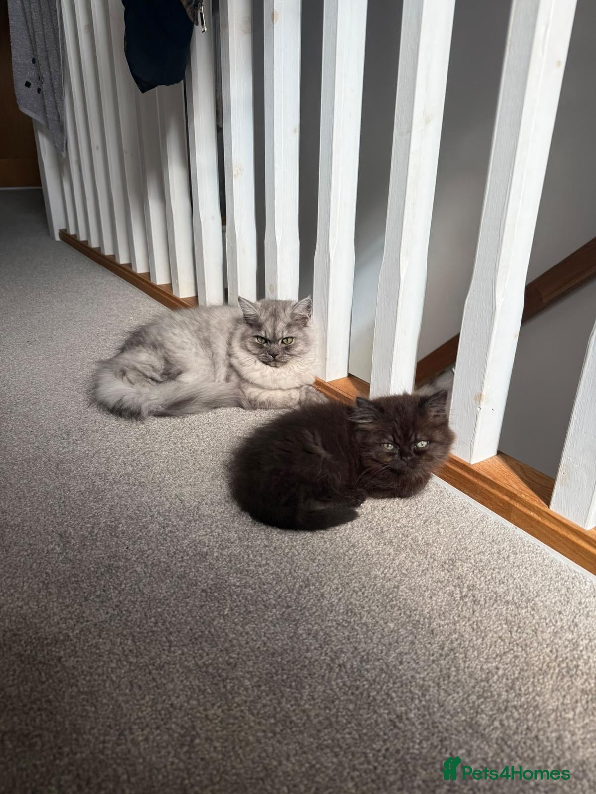 Persian cats Beautiful FEMALE Persian Chinchilla – Ready Now - Advert 2
