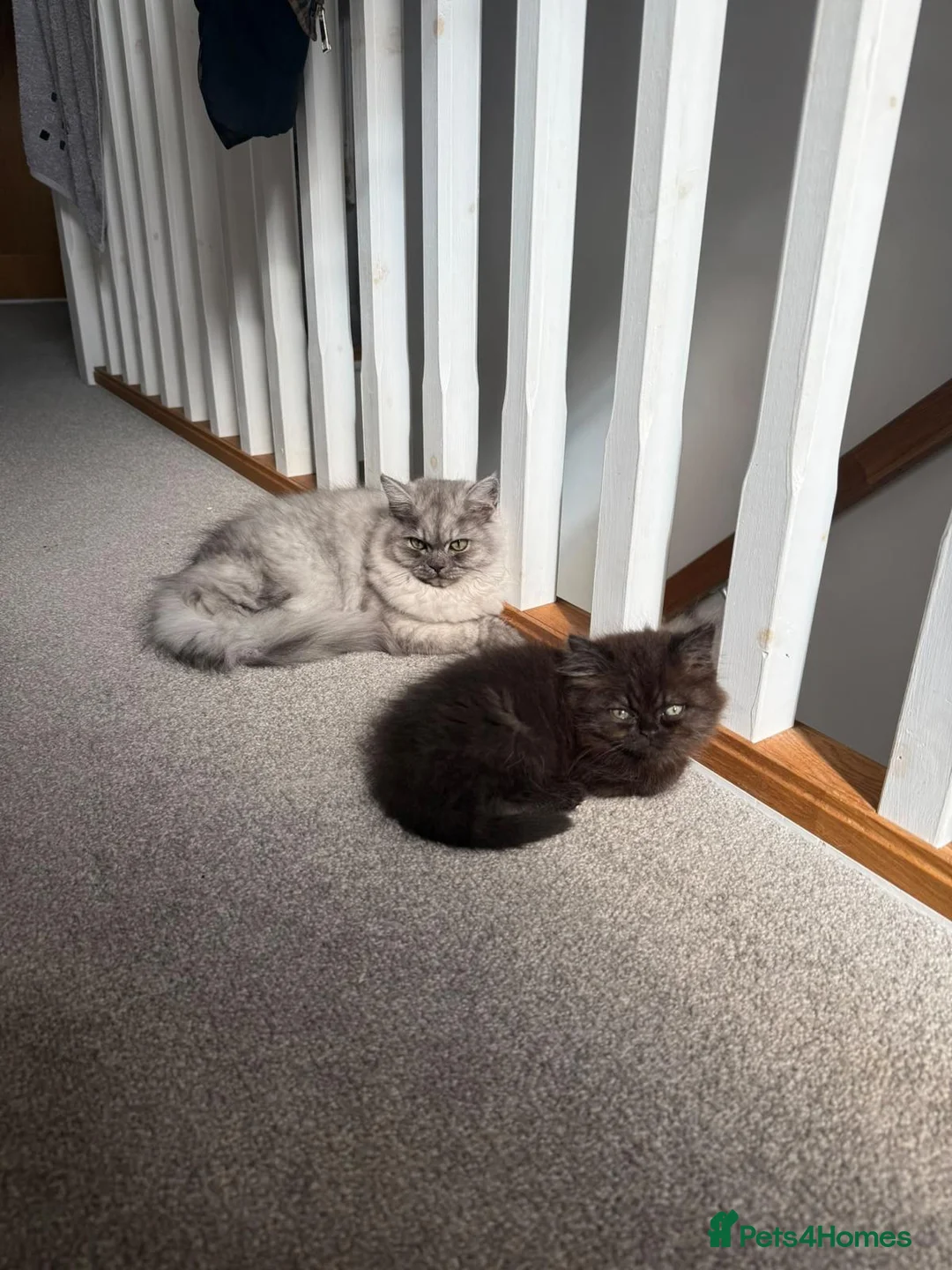 Persian cats for sale: Beautiful FEMALE Persian Chinchilla – Ready Now - Advert 1