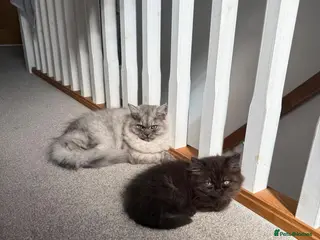 Persian cats Beautiful FEMALE Persian Chinchilla – Ready Now - Advert 2