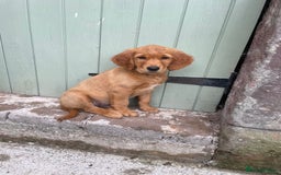 Golden Retriever dogs for sale: KC reg Golden Retriever Puppies (working type) - Image 3