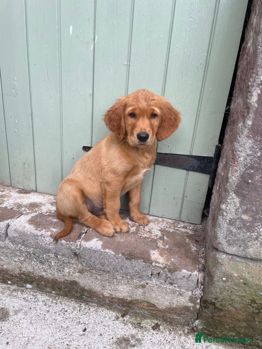 Golden Retriever dogs for sale: KC reg Golden Retriever Puppies (working type) - Image 3