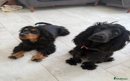 Cocker Spaniel dogs for sale: ****only 2 left****Stunning cocker puppies - Image 25