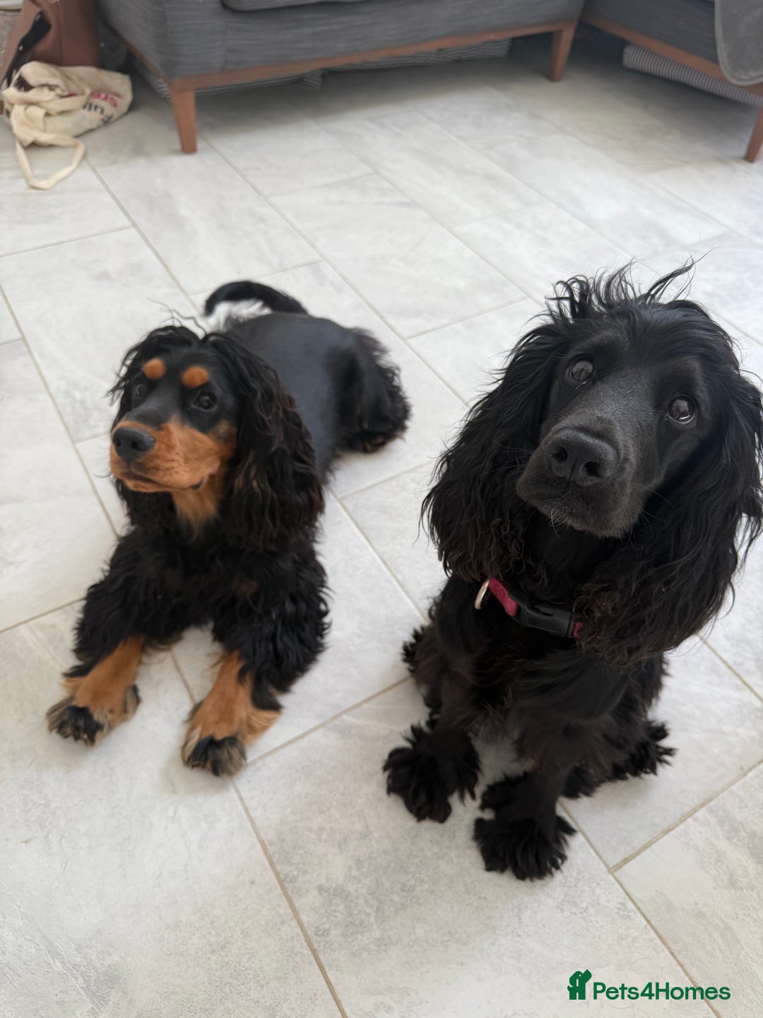 Cocker Spaniel dogs for sale: ****only 2 left****Stunning cocker puppies - Image 25
