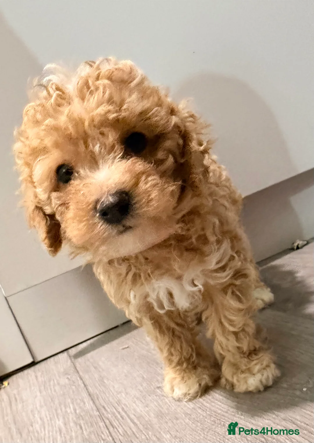 Maltipoo dogs for sale: Tiny Asian maltipoo - Advert 2