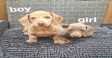 Miniature Dachshund dogs - Advert 4