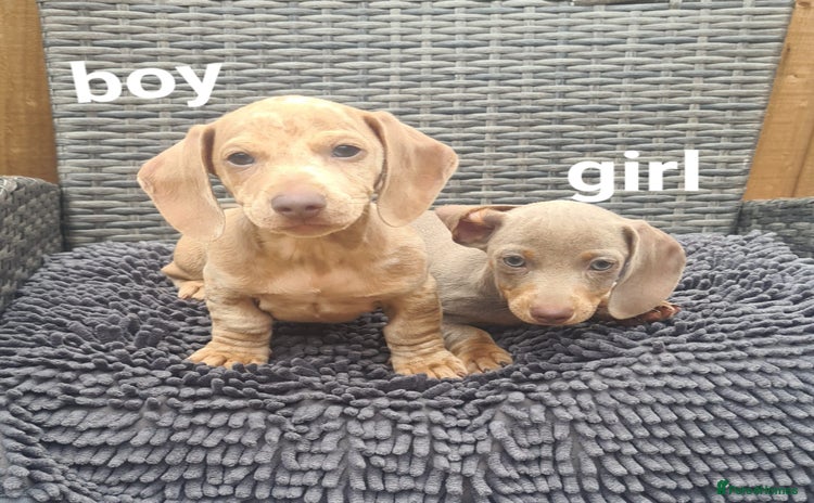 Miniature Dachshund dogs - Advert 2
