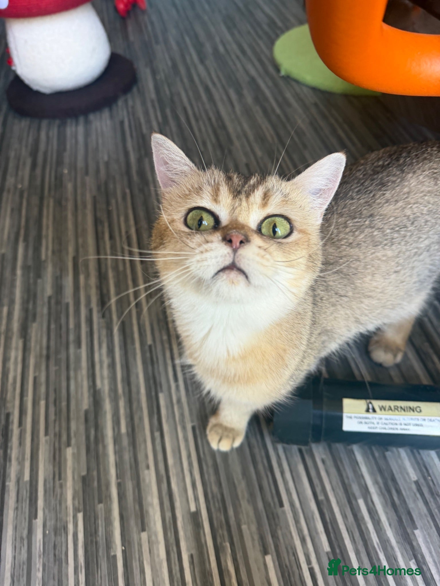 British Shorthair cats 🐾 Beautiful British Shorthair – 2 Years Old 🐾 - Advert 2