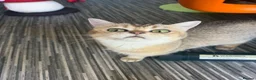 British Shorthair cats for sale: 🐾 Beautiful British Shorthair – 2 Years Old 🐾 - Advert 1