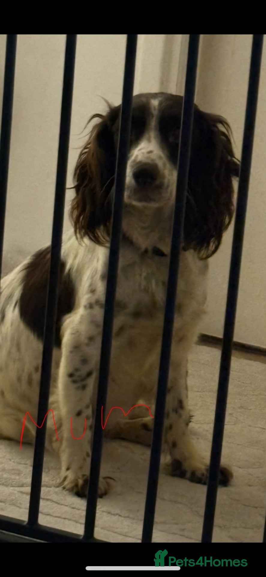 Sprocker dogs for sale: Puppy’s  - Advert 2