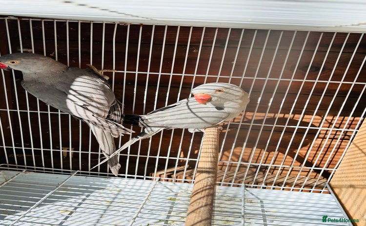 Ringnecks birds - Advert 3