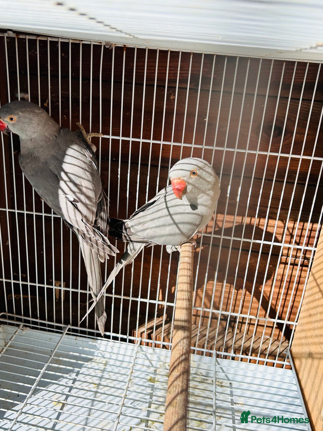 Ringnecks birds for sale: Silver Ringneck pairfor sale  - Image 1