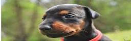 Dobermann dogs for sale: 4 Beautiful Doberman Puppies - Advert 4
