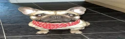 French Bulldog dogs for stud: Logie French bull dog  - Advert 10