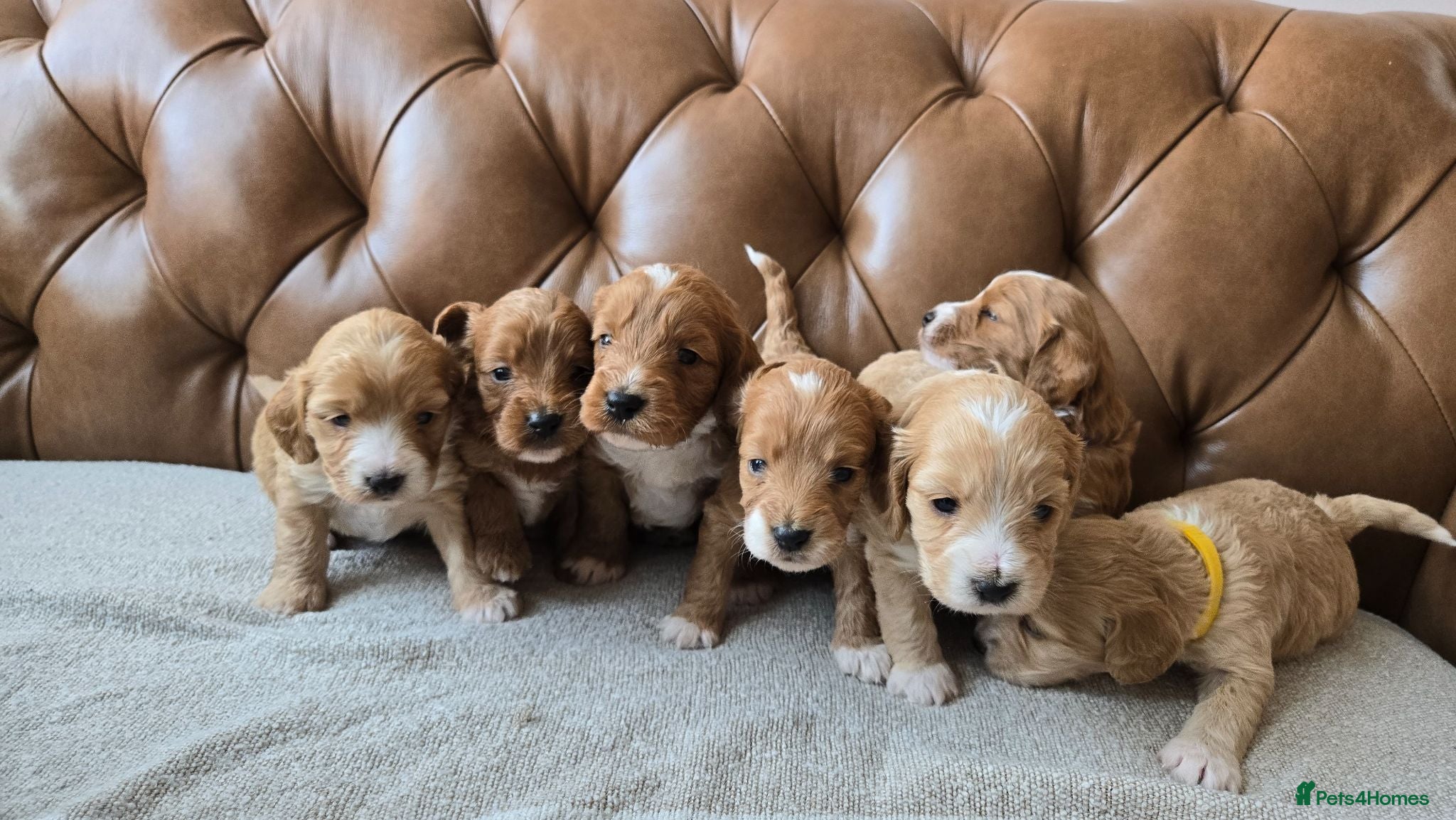 Cockapoo dogs F1 Cockapoo Puppies For Sale - Advert 12