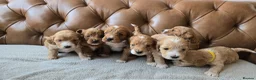Cockapoo dogs for sale: F1 Cockapoo Puppies For Sale - Advert 1